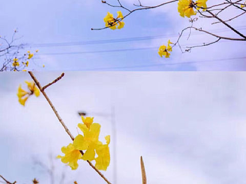 黃花風(fēng)鈴木（個人主頁-ZMjE1ODI0MzY=） - 風(fēng)光攝影 - 站酷設(shè)計(jì)師linjie098原創(chuàng)素材 - 站酷ZCOOL