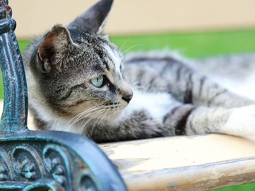 雅典娜你又霸占了整个椅子（个人主页-ZMTMxMTY5MDg=） - 宠物摄影 - 站酷设计师11ELEVEN原创素材 - 站酷ZCOOL