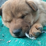 白开水yt的头像