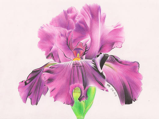 手绘彩铅鲜花集