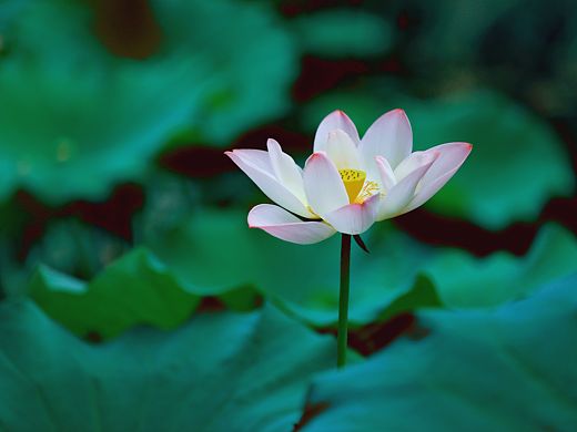 綻放中的荷花（個人主頁-ZNTI4MDU0OTY=） - 風光攝影 - 站酷設計師PHX執(zhí)念原創(chuàng)素材 - 站酷ZCOOL