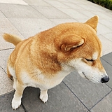 千里JOC的头像