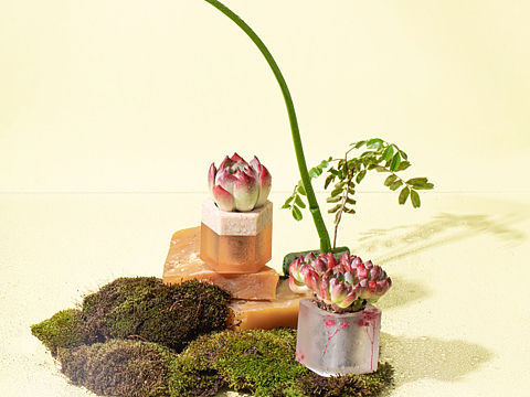 创作｜一颗多肉肉肉