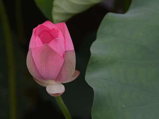 【ziyoou】荷花