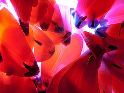 花开花落 又一年