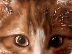 小猫儿