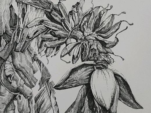 原创插画作品《芭蕉听雨》