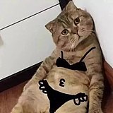用戶頭像