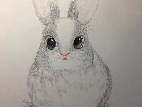 尝试可爱的小动物