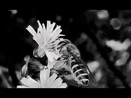 一張用手機拍的蜜蜂??