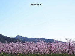 平谷 【金海湖 挑花】（个人主页-ZMjE0NTE3Ng==） - 风光摄影 - 站酷设计师Charles_Lee_37原创素材 - 站酷ZCOOL