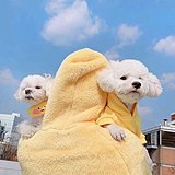 小小棕色花生的头像