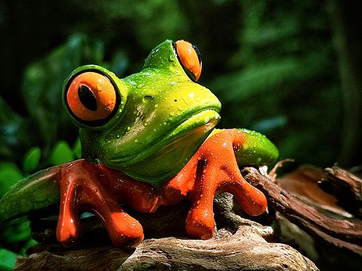 静物摄影-青蛙玩偶摆件