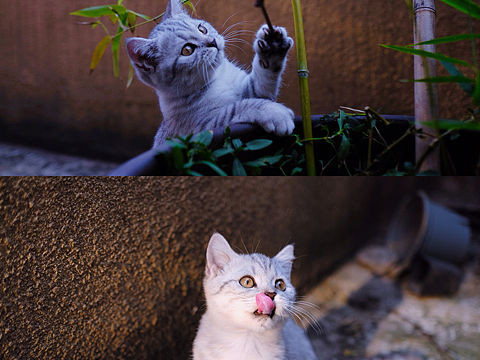 秋日的猫