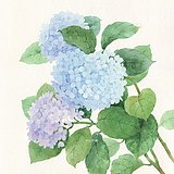 山子莓的头像
