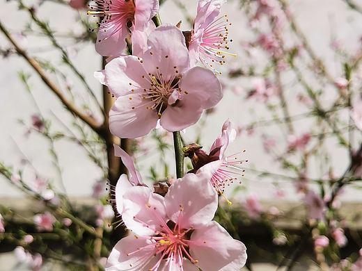 春花灿烂（个人主页-ZNDM0ODA1NjA=） - 风光摄影 - 站酷设计师文案的事原创素材 - 站酷ZCOOL