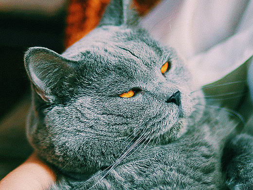 猫（个人主页-ZMTg1MDQ4MDQ=） - 宠物摄影 - 站酷设计师乔巴飞飞飞原创素材 - 站酷ZCOOL