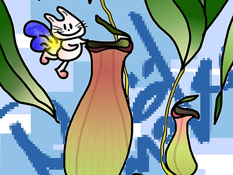 猪笼草