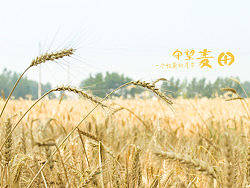 守望麦田