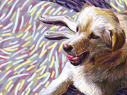 每一只狗都是一个忠实的伙伴,即便是土狗,且不论胆小或者勇敢