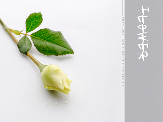 (花草系列)白玫瑰