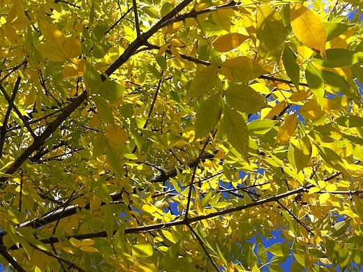 秋（个人主页-ZMTM0NzE2ODg=） - 风光摄影 - 站酷设计师日尧丰色原创素材 - 站酷ZCOOL