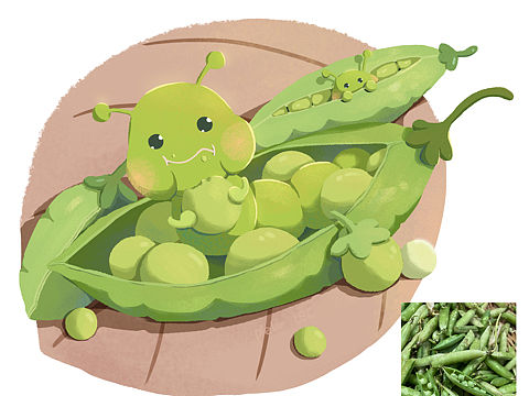 豌豆虫虫