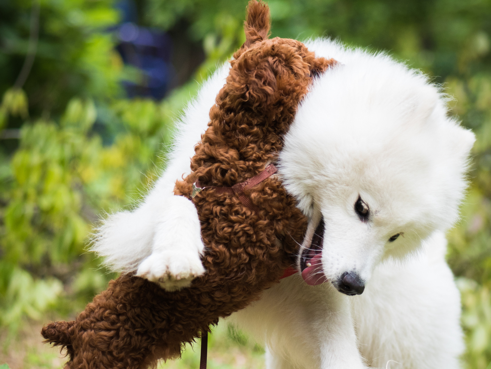 人狗大战java与普通版对比的简单介绍