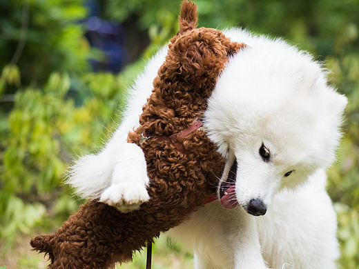 狗笑笑大战凶残汪【杭州宠物摄影·九州视觉】