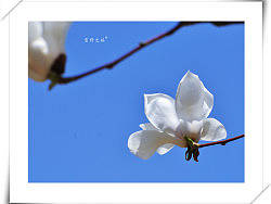 春暖花开---颐和园赏玉兰随拍