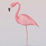 柚子Fairy的头像