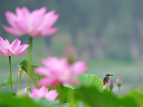 夏日·翠鸟（个人主页-ZNTQwMjY1MTY=） - 其他摄影 - 站酷设计师无忌老单原创素材 - 站酷ZCOOL