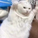 淑玉Gong的头像