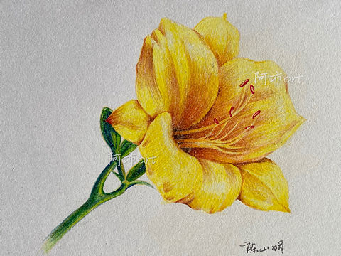 彩铅夏日萱草花