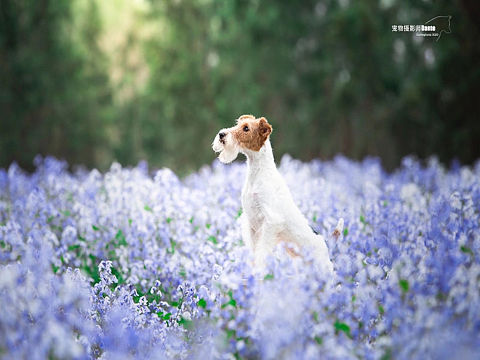 宠物摄影猎狐梗写真