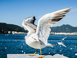 铜板