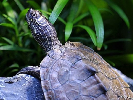 主图 海报 龟龟（个人主页-ZMTIxODYxMzI=） - 电商 - 站酷设计师懒懒兔Rabbit原创素材 - 站酷ZCOOL