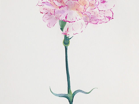 这是一朵 “妈妈花”…