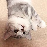 公元零零前的头像