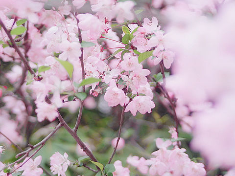 春暖花开