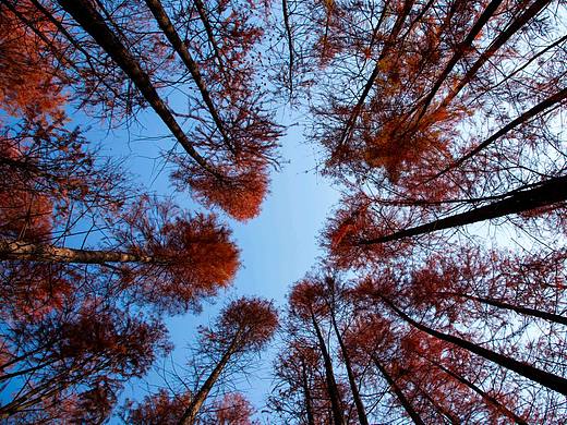 水杉（个人主页-ZNDA0ODg2Njg=） - 风光摄影 - 站酷设计师Stone_Studio8原创素材 - 站酷ZCOOL