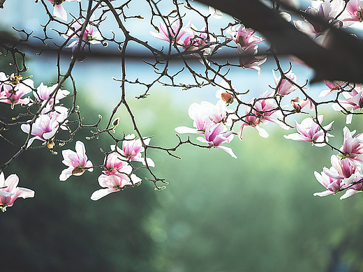 春日。陌上花发
