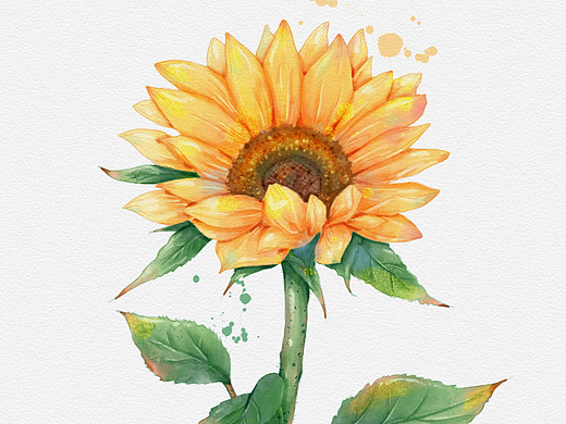 水彩花卉插画