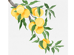 黄桃插画