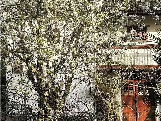 菜園子有棵梨樹（個(gè)人主頁-ZNjY3NjAxMjQ=） - 風(fēng)光攝影 - 站酷設(shè)計(jì)師考山曜原創(chuàng)素材 - 站酷ZCOOL