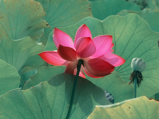 家乡的花朵 石雕  老家的风景