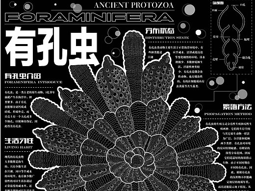 有孔虫信息可视化设计