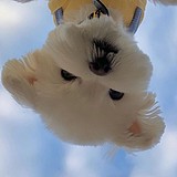 毛线团子丫的头像