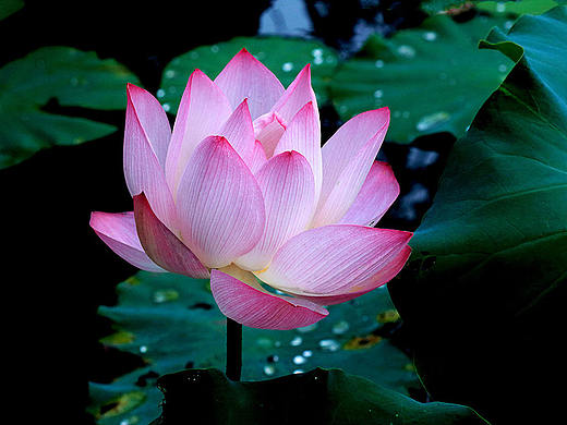 荷叙（个人主页-ZMTkxODM5ODQ=） - 风光摄影 - 站酷设计师醉墨吴周原创素材 - 站酷ZCOOL