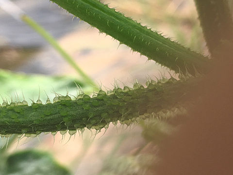 微距下的蔬菜